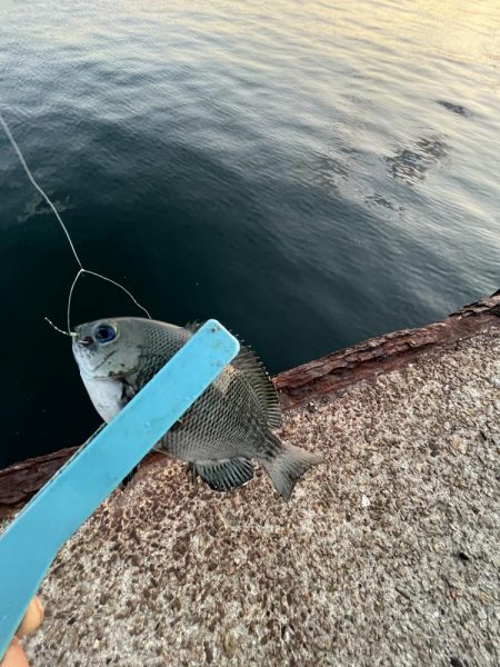 サビキまだまだ行けそう