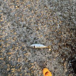 サビキまだ行けそう