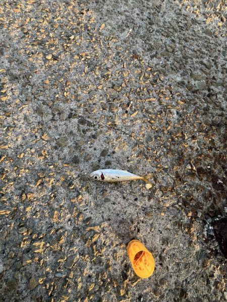 サビキまだ行けそう