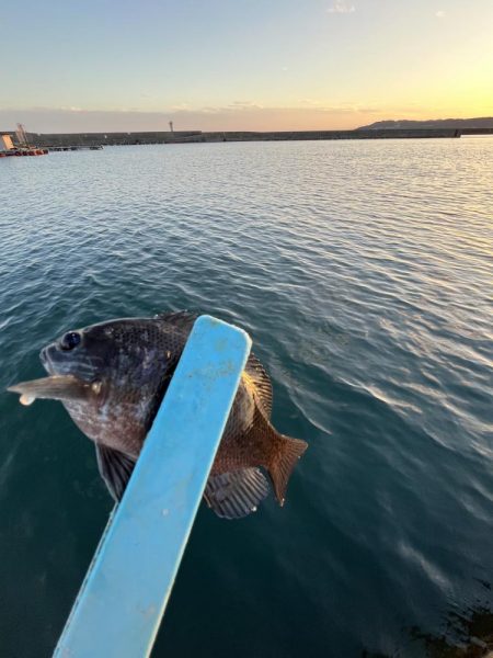 まだサビキ行けそう