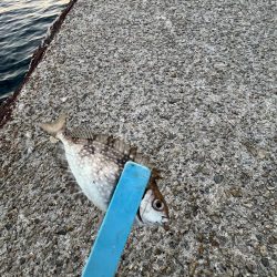 冬の時期スタート！