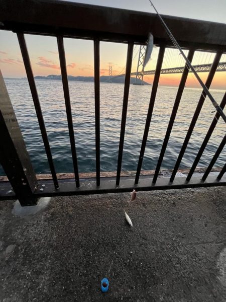 サビキもまだギリギリ