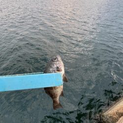 サビキも終盤？！