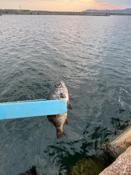 サビキも終盤？！