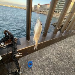 サビキまだギリギリいける