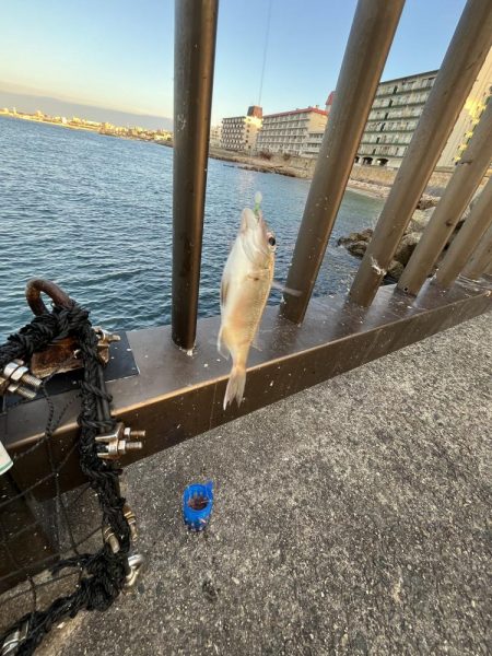 サビキまだギリギリいける