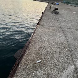 サビキまだまだいける②