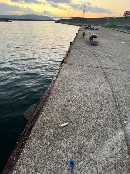 サビキまだまだいける②