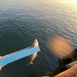 サビキギリギリ行けそう