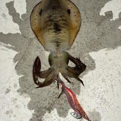 仕事帰りエギング③