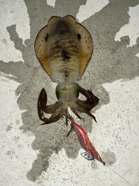 仕事帰りエギング③