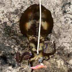 エギング 佐渡遠征⑥