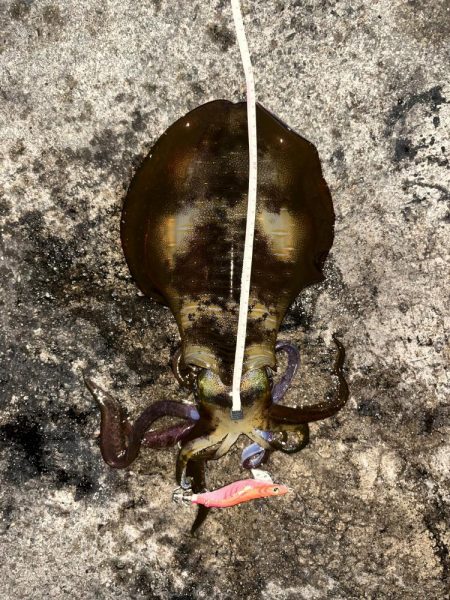 エギング 佐渡遠征⑥