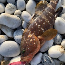 チヌとアコウをスプーンで