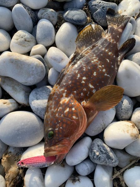 チヌとアコウをスプーンで