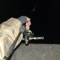 エギング 佐渡遠征⑦