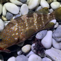 砂利浜スプーニング