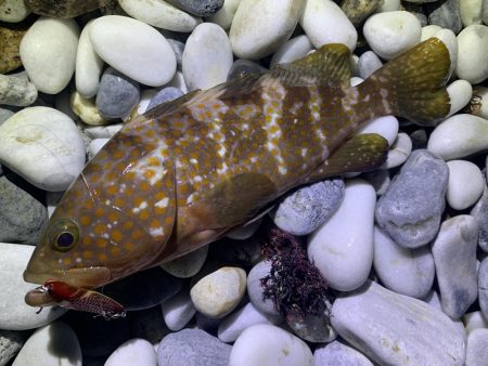 砂利浜スプーニング