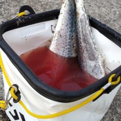大阪湾サゴシ絶好調 ホームでサゴシ2匹