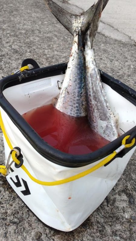 大阪湾サゴシ絶好調 ホームでサゴシ2匹