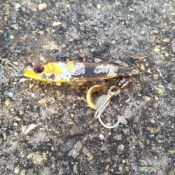 ホームでショアジギング、サゴシ53㎝