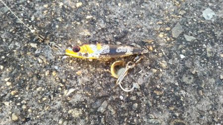 ホームでショアジギング、サゴシ53㎝