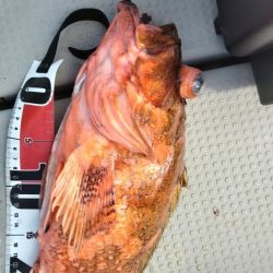 舞鶴沖でショアジギング 44cmの巨大ガシラゲット!