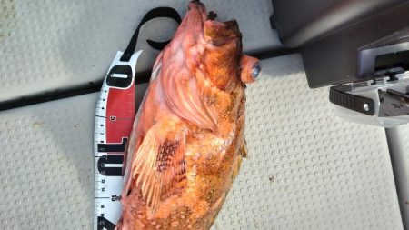 舞鶴沖でショアジギング 44cmの巨大ガシラゲット!