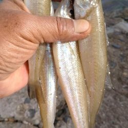 東二見北水路のキス調査