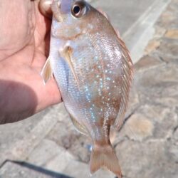 落ちギスが釣れ初めました