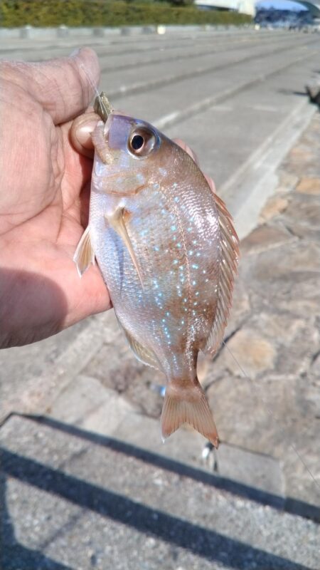 落ちギスが釣れ初めました