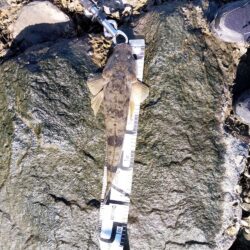 狙って、フラットが釣れた。釣行時間10分チョイ