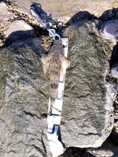 狙って、フラットが釣れた。釣行時間10分チョイ