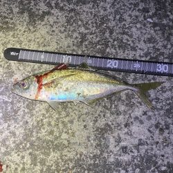 雨の前アジング