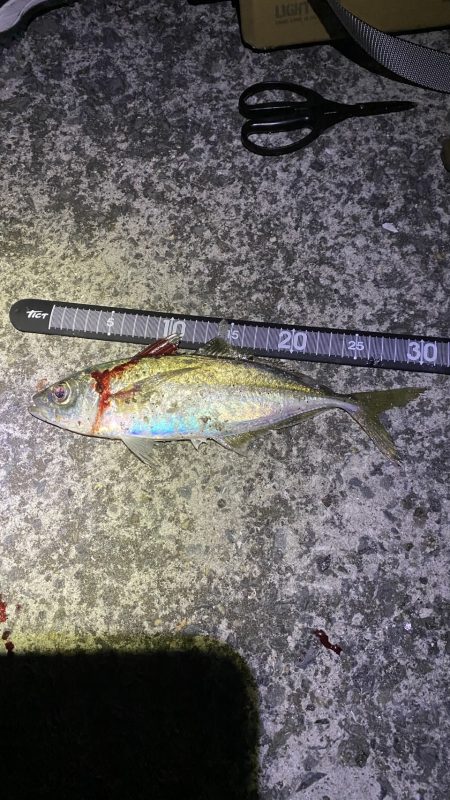 雨の前アジング