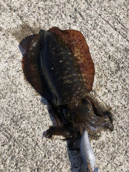 スーパーシャロー