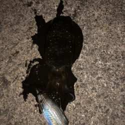 お正月のイカ探し