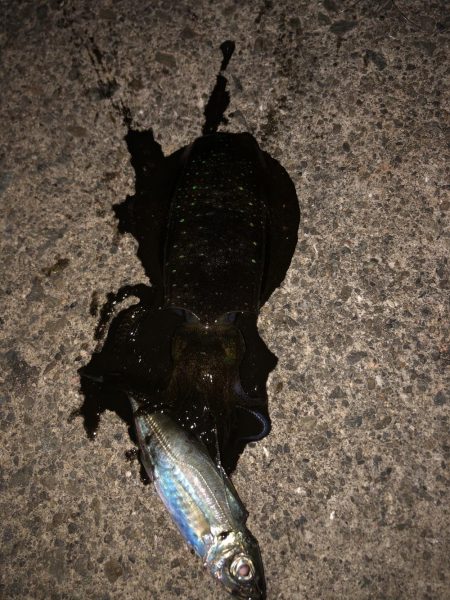 お正月のイカ探し