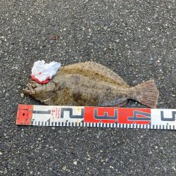 ヒラメ43、イトヨリダイ42cm