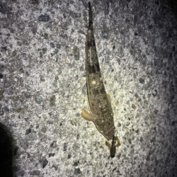 時合待ちにんぐ