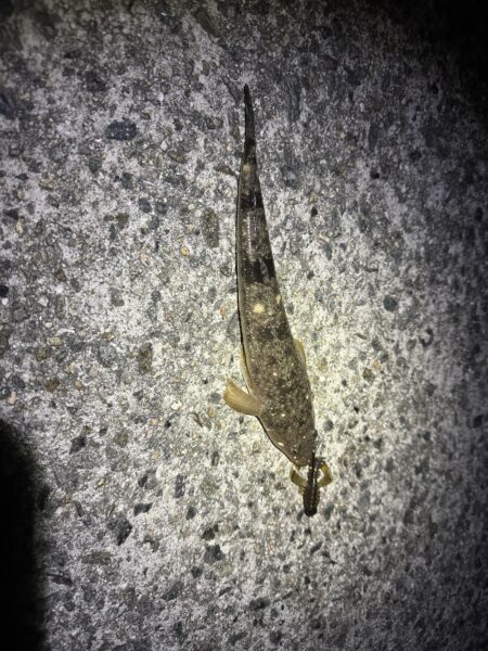 時合待ちにんぐ