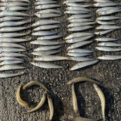 シーズン終盤でもキス釣れます