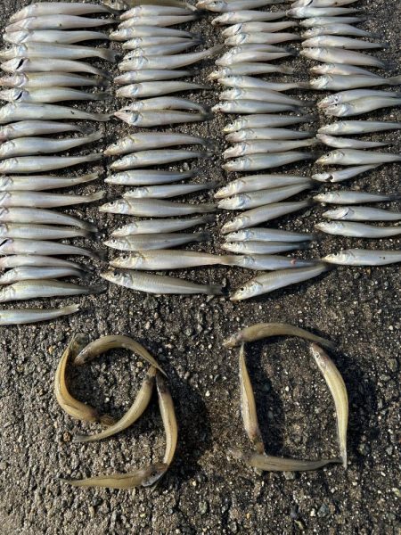 シーズン終盤でもキス釣れます