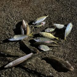 五目釣りは楽し過ぎ