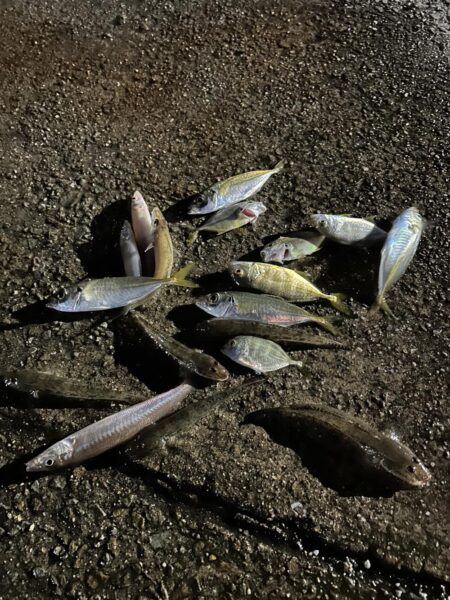 五目釣りは楽し過ぎ