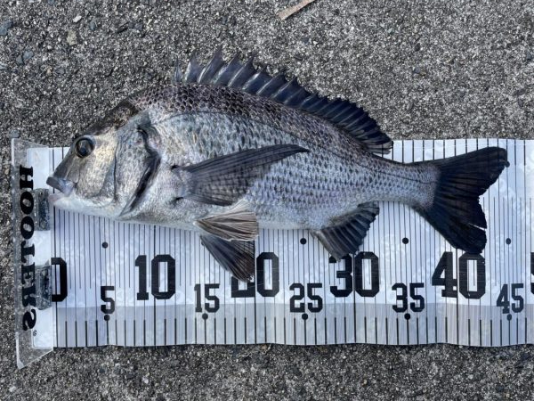 イチノ兄弟、釣果！