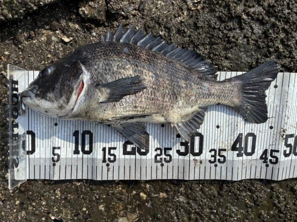 イチノ兄弟、釣果！