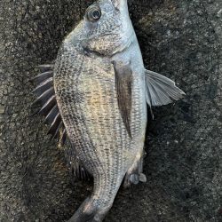 イチノ兄弟、釣果！