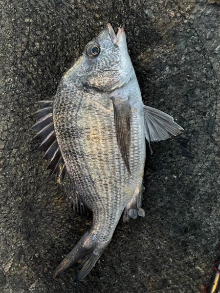 イチノ兄弟、釣果！