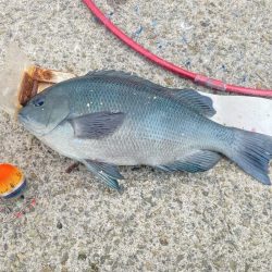 良型グレ入れ食い！